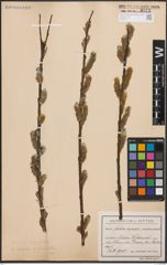 Foto von Salix caprea L. x Salix viminalis L.